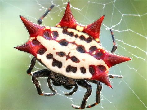 gasteracantha cancriformis poisonous